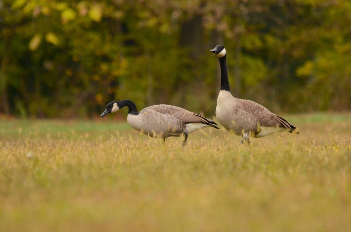 Канад галуу - ML644153530