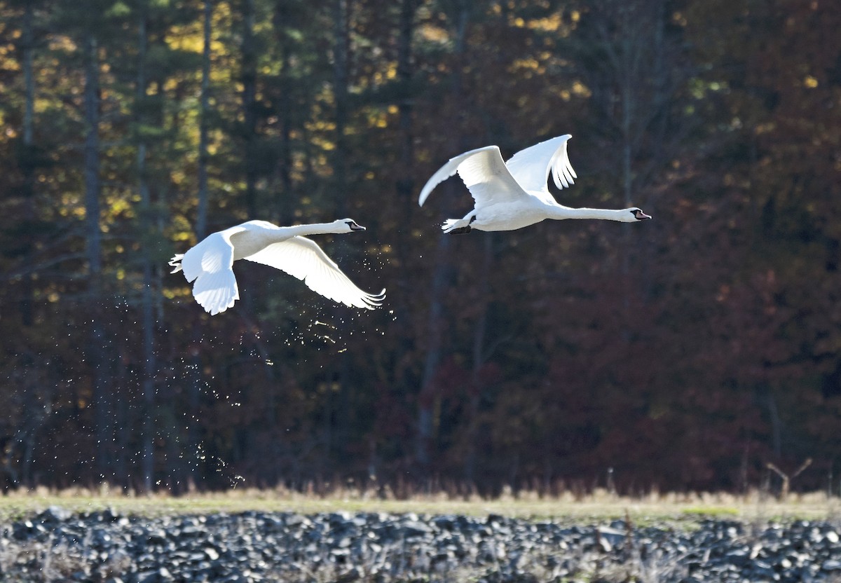 Cygne tuberculé - ML644153553