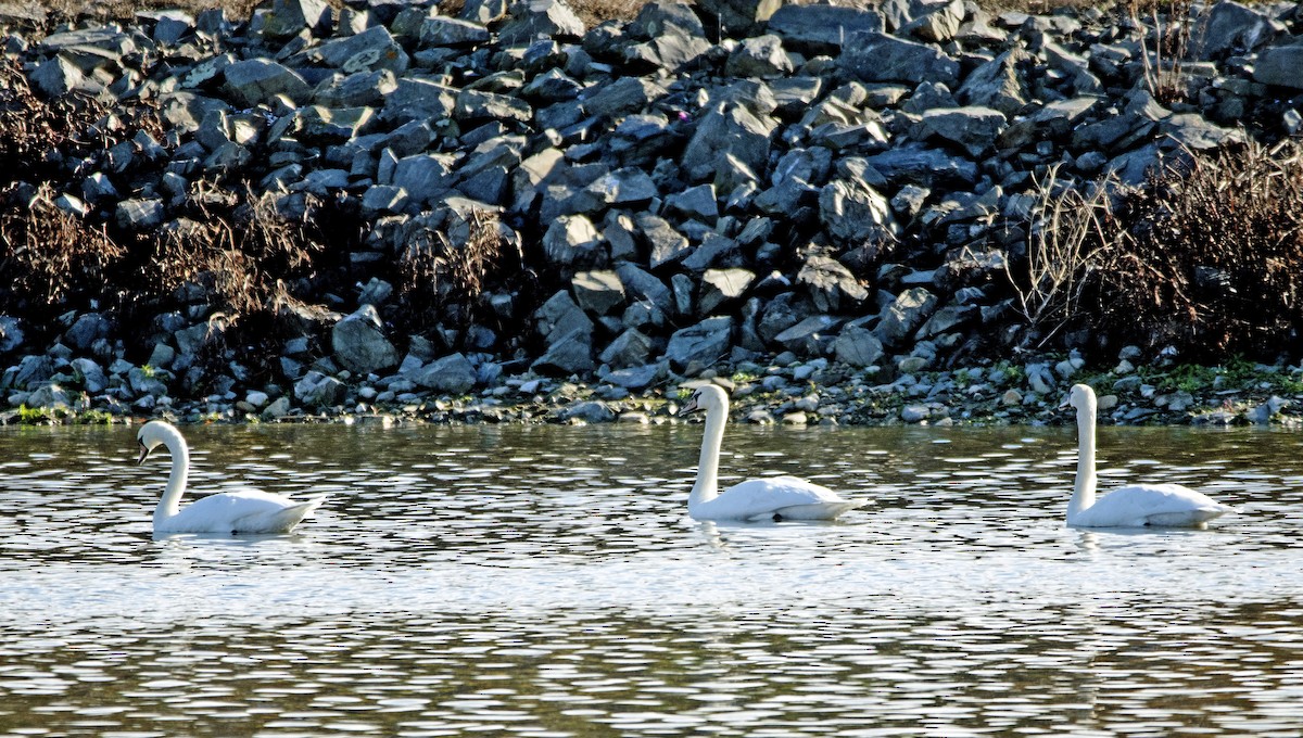 Cygne tuberculé - ML644153554