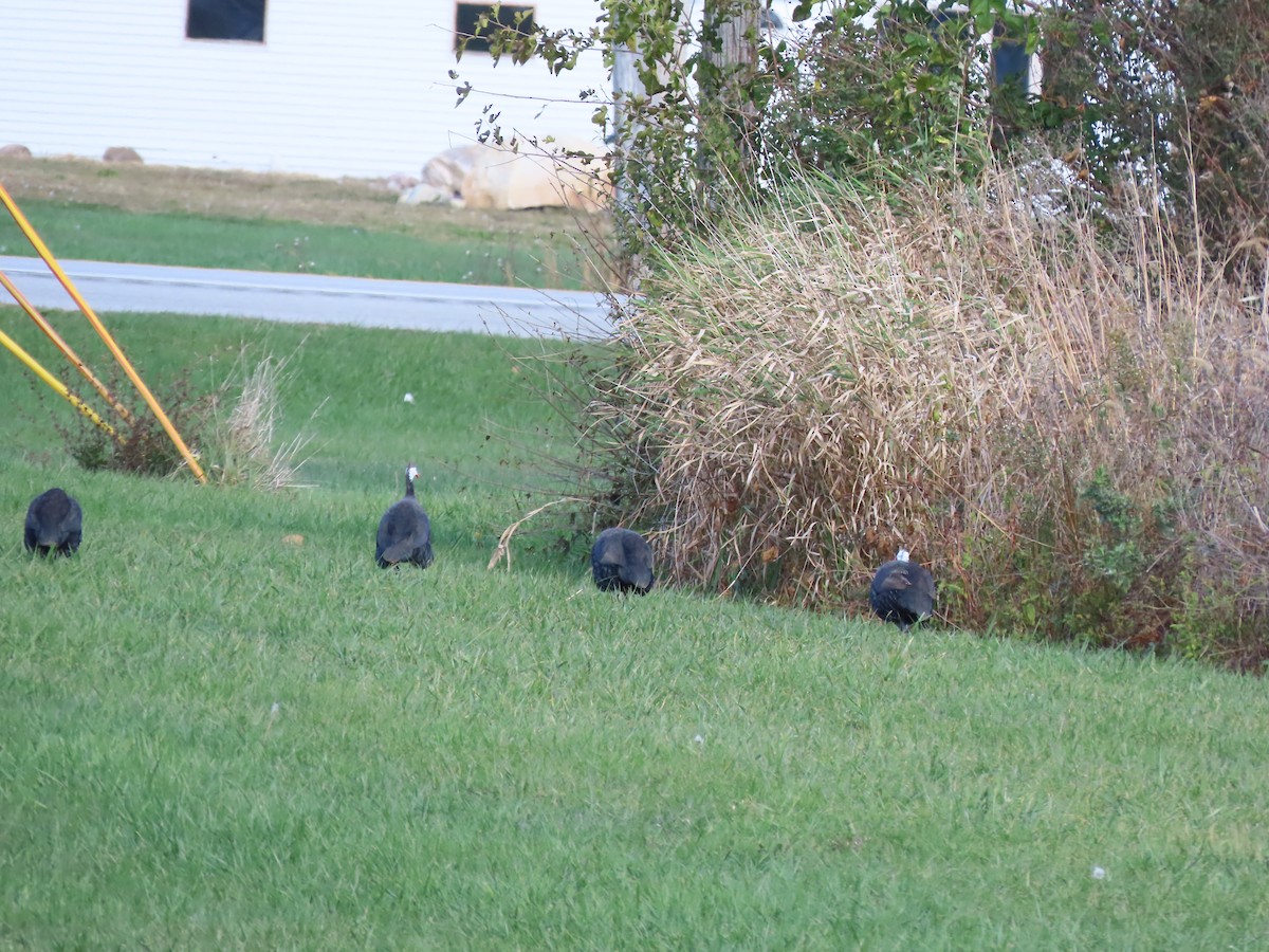 Helmeted Guineafowl - ML644153562