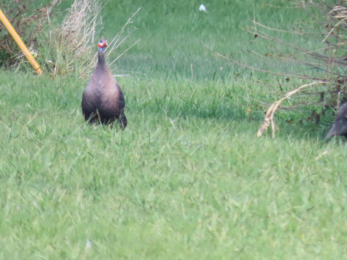 Helmeted Guineafowl - ML644153571