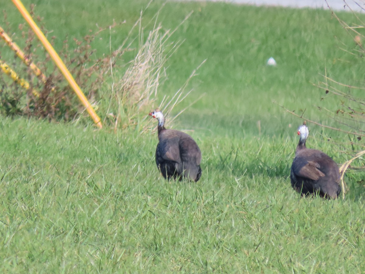 Helmeted Guineafowl - ML644153591