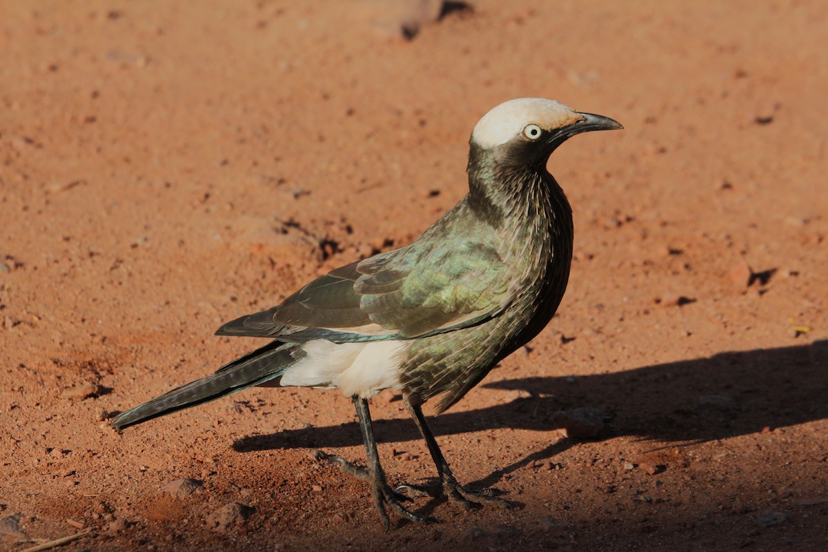 White-crowned Starling - ML644153619