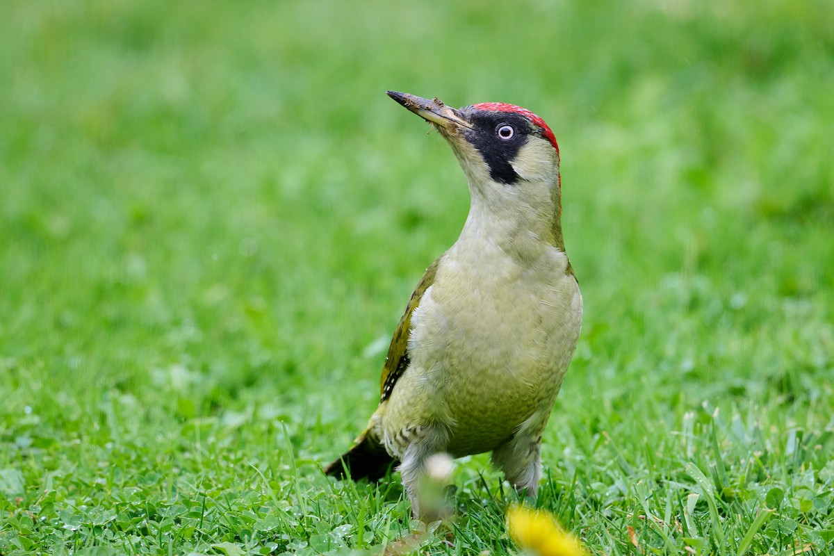 Eurasian Green Woodpecker - ML644153627