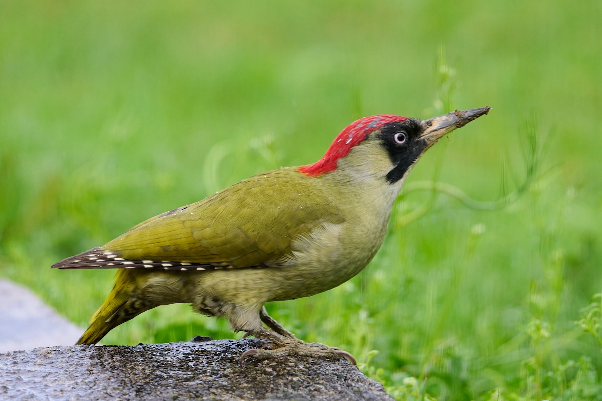 Eurasian Green Woodpecker - ML644153628