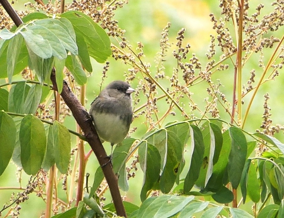 Junco Ojioscuro - ML644153656