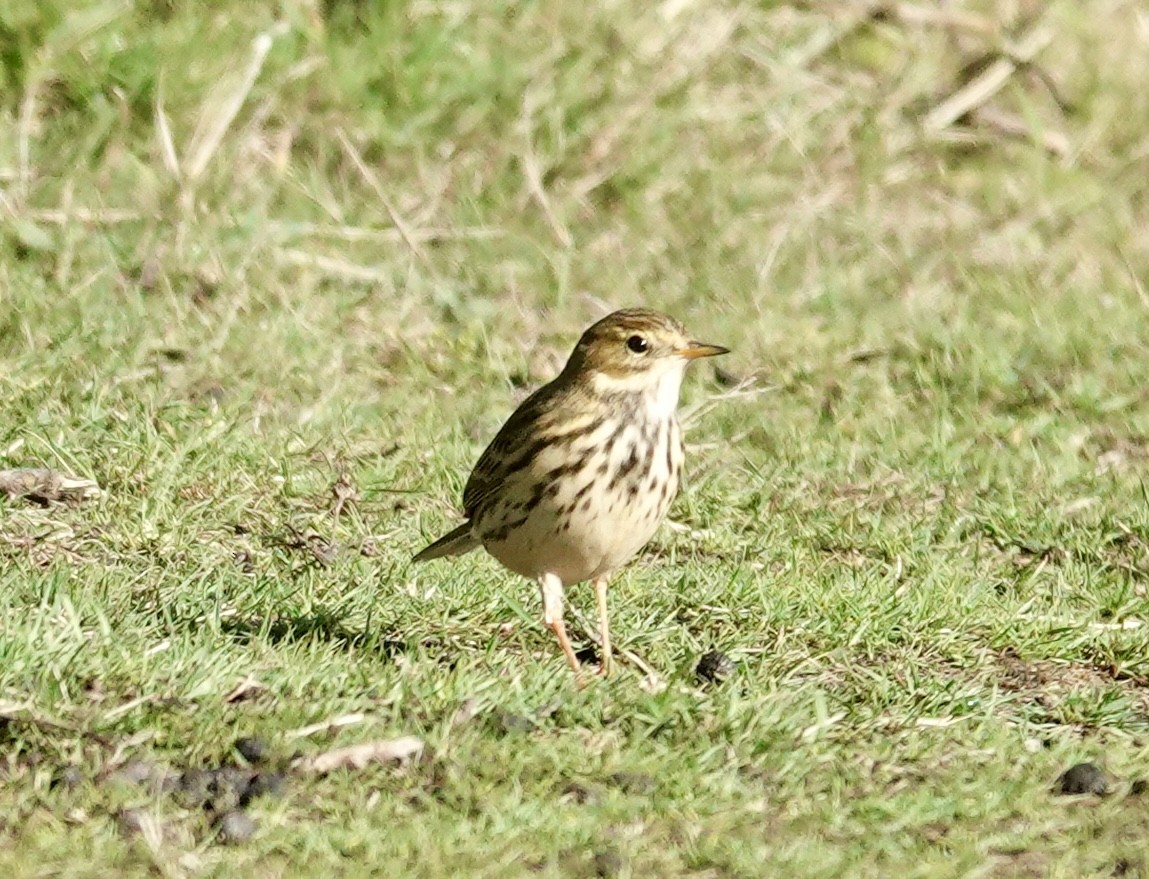 Meadow Pipit - ML644153661