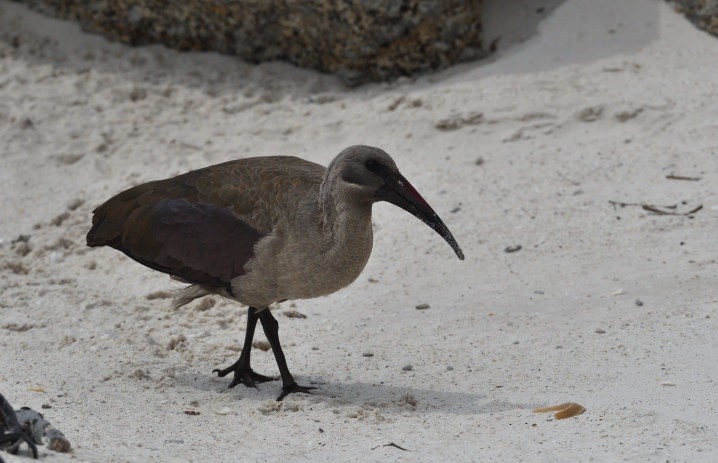 Hadada Ibis - ML644153674