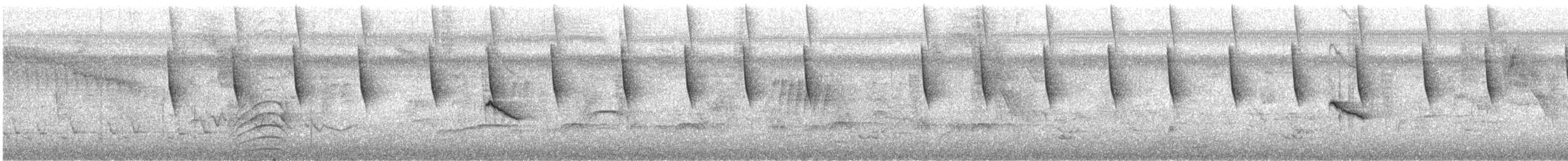 hvitkragefrøeter - ML644153692