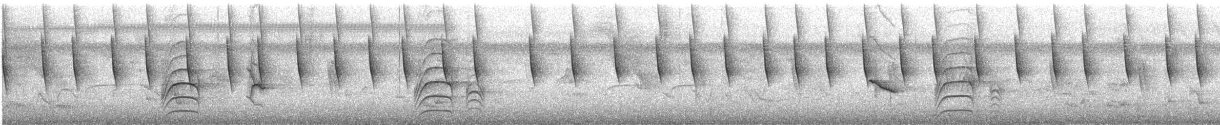 hvitkragefrøeter - ML644153693