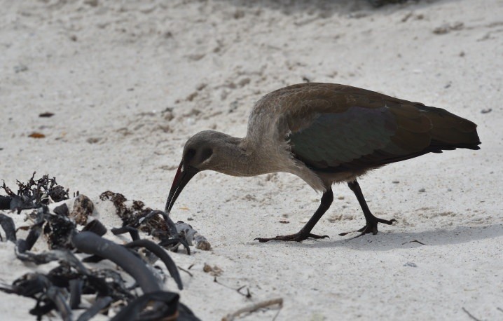 Hadada Ibis - ML644153695