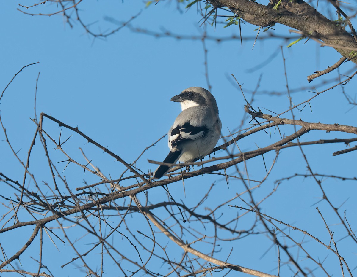 Pie-grièche grise - ML644153713
