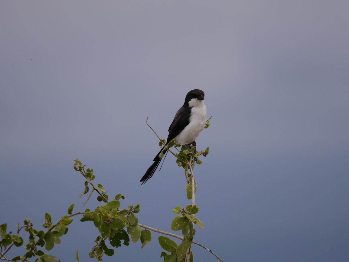 Long-tailed Fiscal - ML644153736