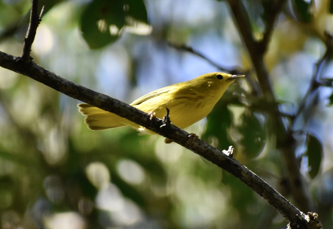 Northern/Mangrove Yellow Warbler - ML644153741