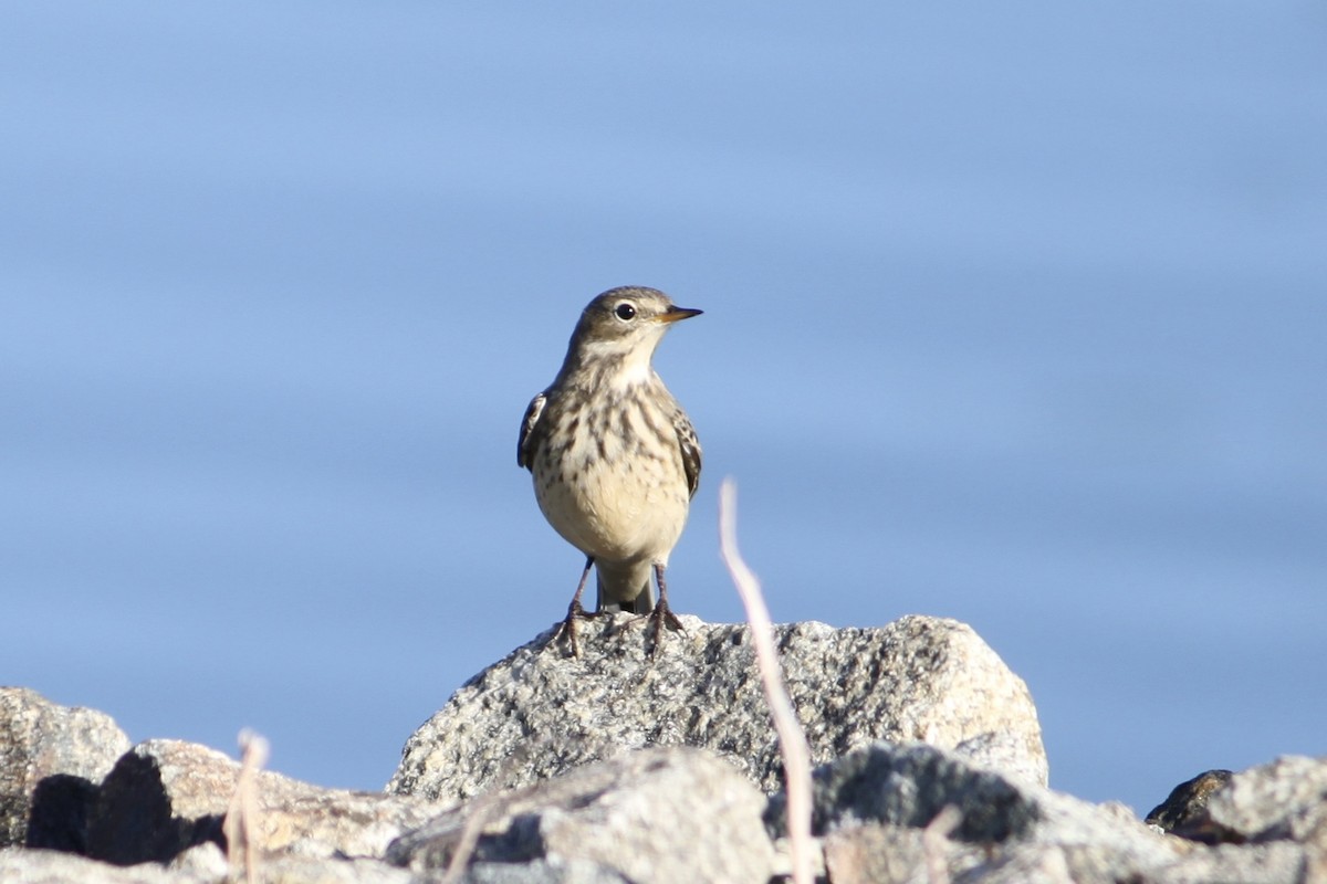 American Pipit - ML644153759