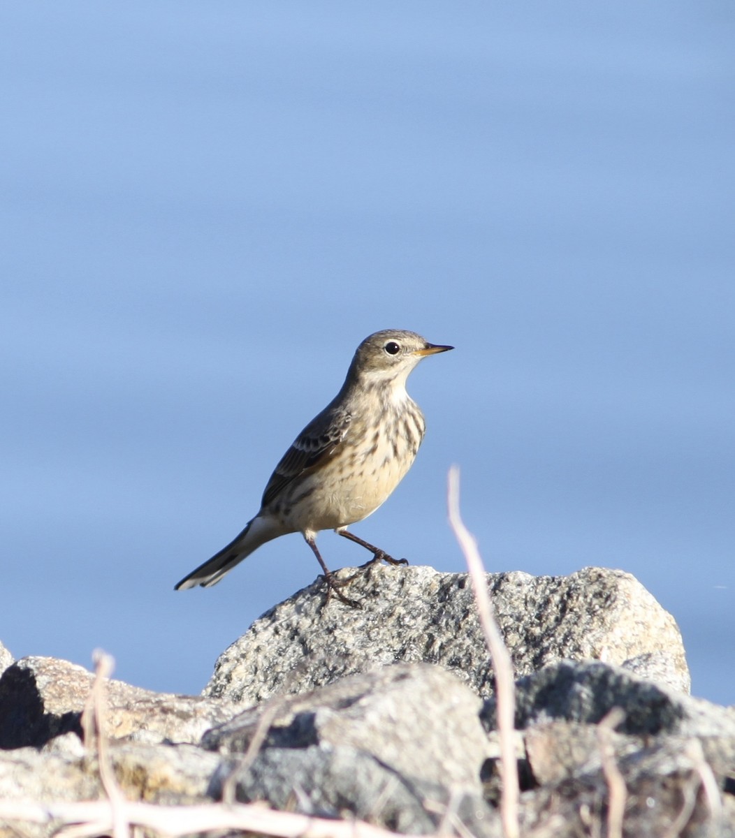 American Pipit - ML644153760