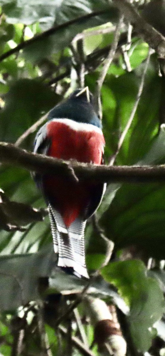 båndtrogon - ML644153761