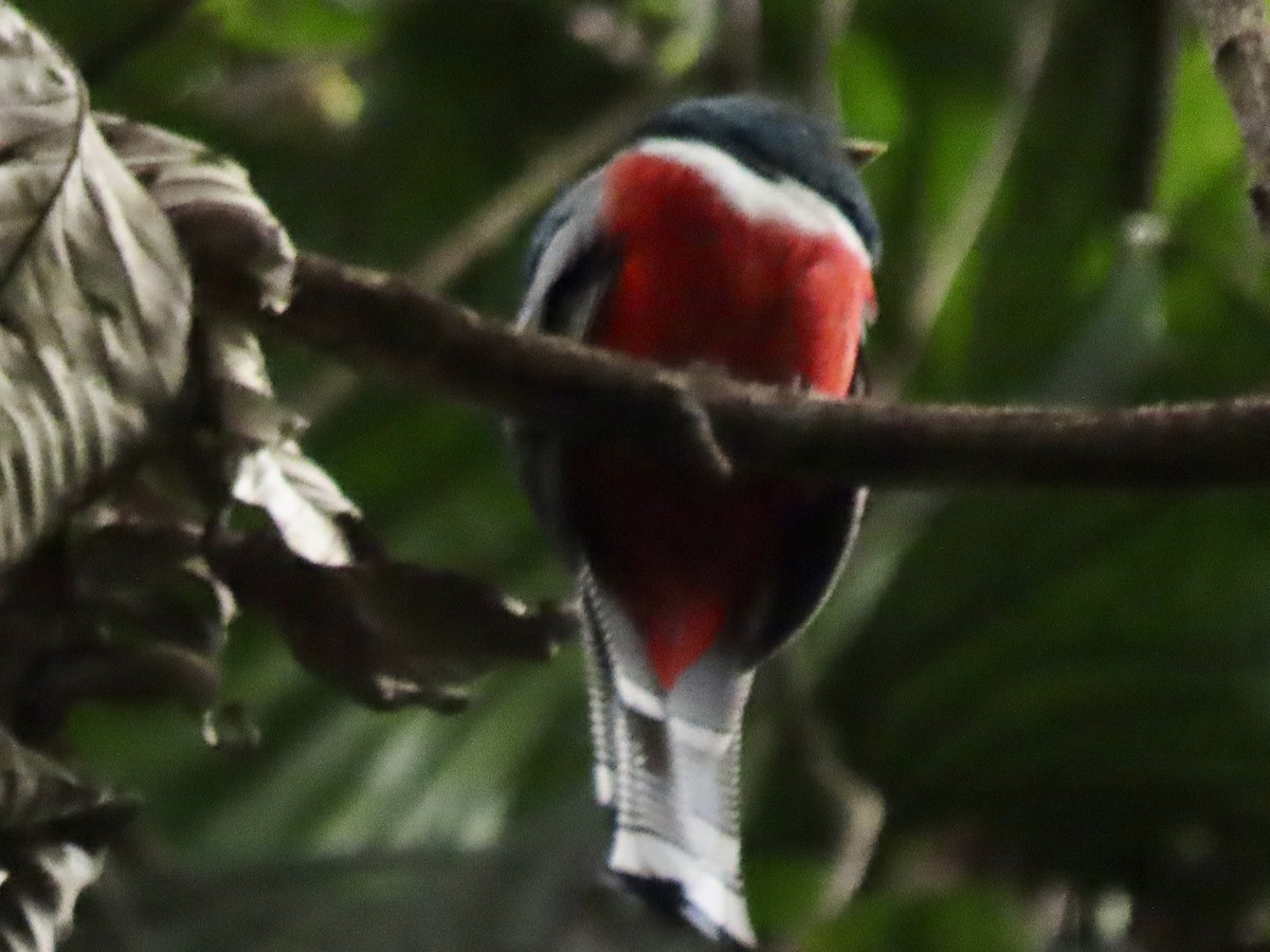 båndtrogon - ML644153762