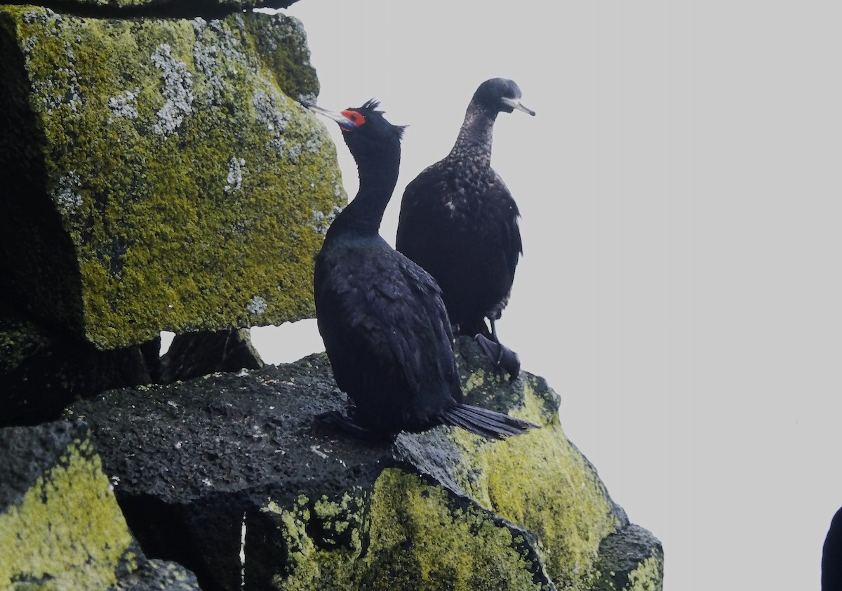 Rotgesichtscharbe - ML644153787