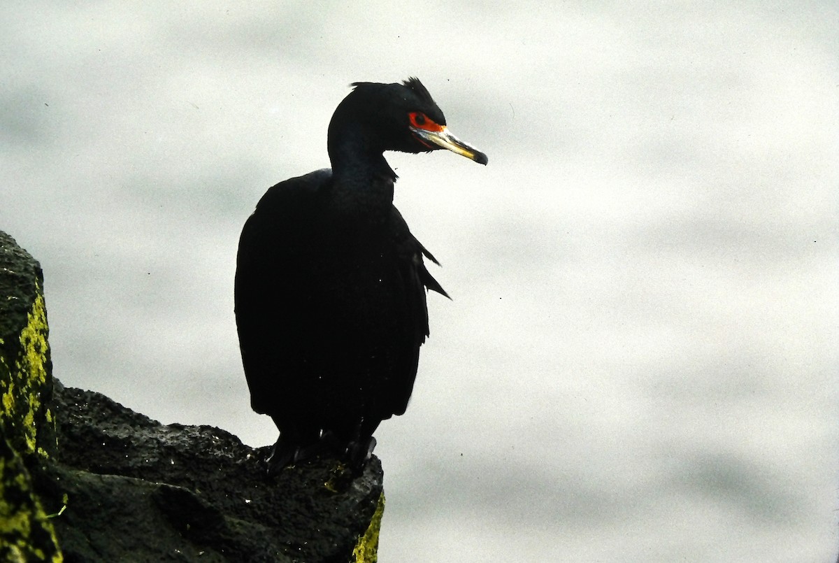 Rotgesichtscharbe - ML644153788