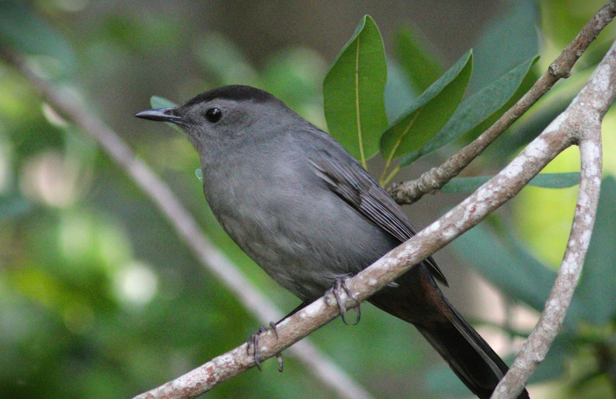 Gray Catbird - ML644153799