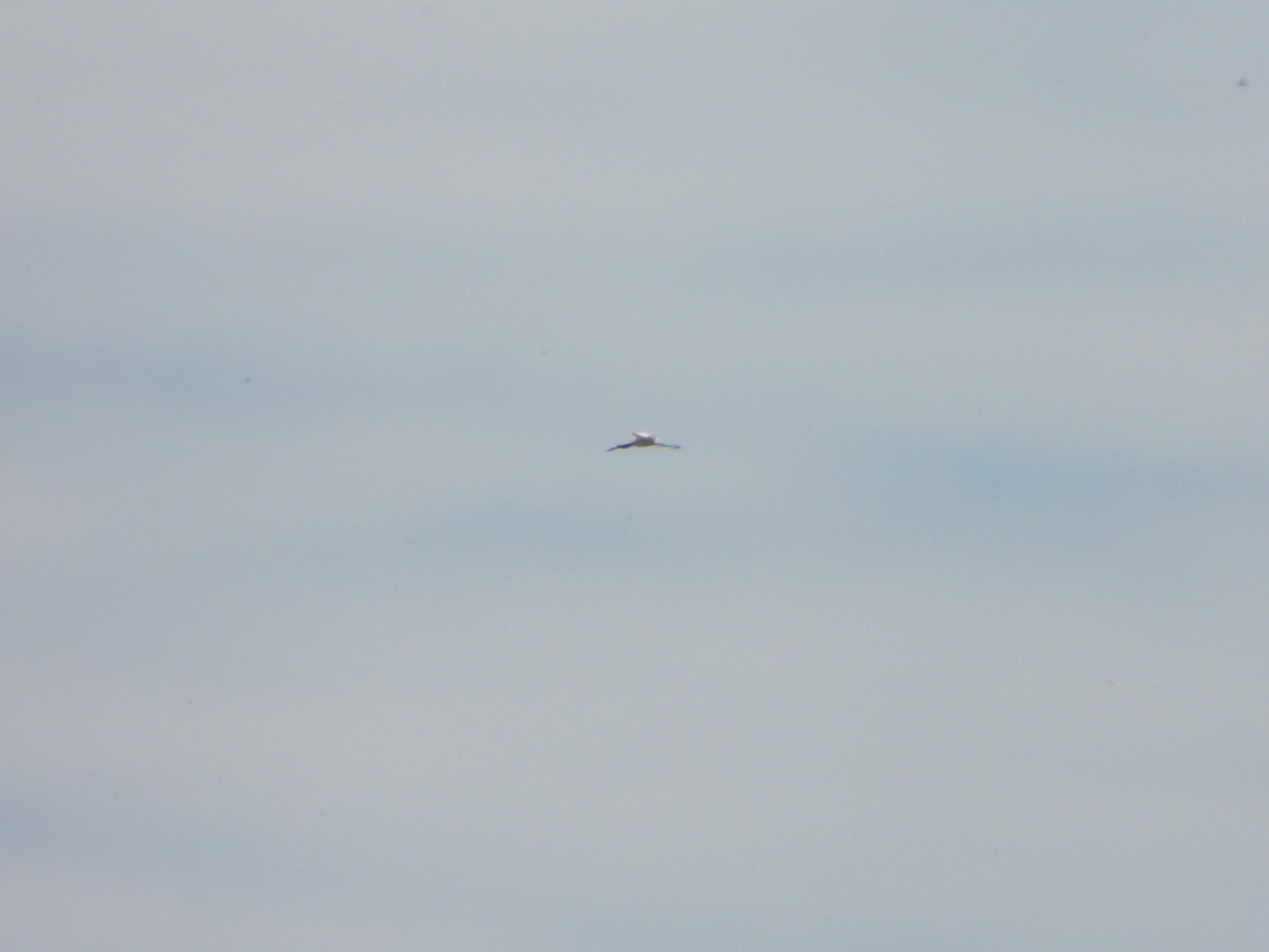 Jabiru - ML644153818