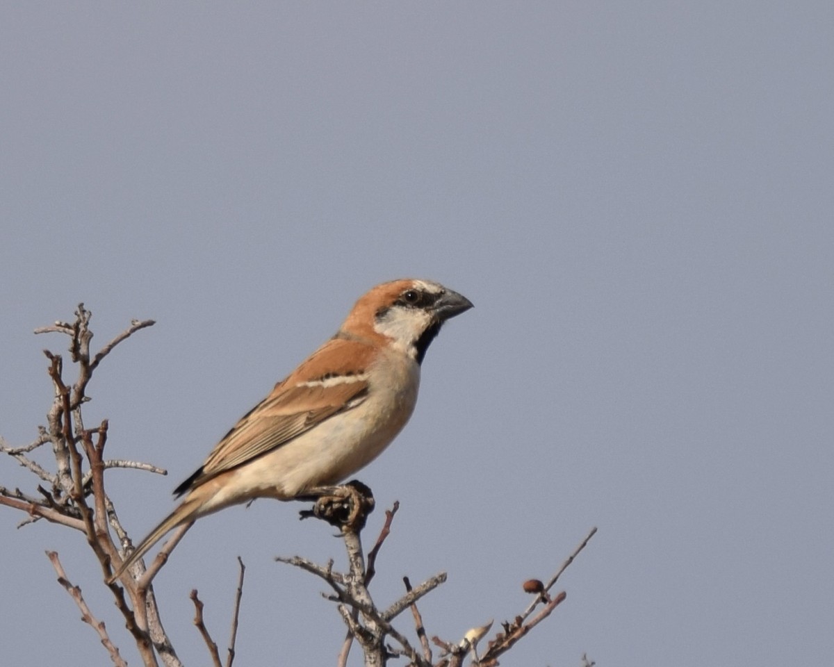 Gorrión Grande - ML644153819