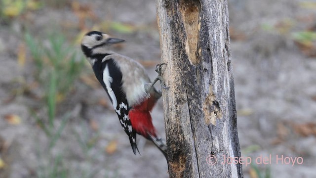 Great Spotted Woodpecker - ML644153830