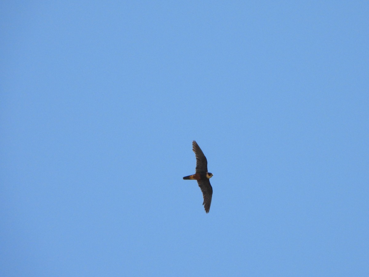 Bat Falcon - ML644153841