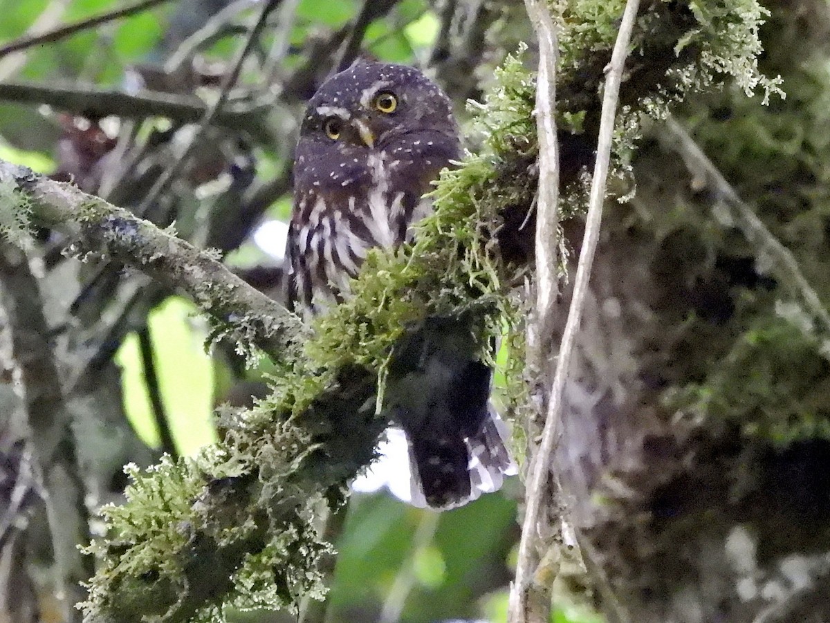 Andean Pygmy-Owl - ML644153844