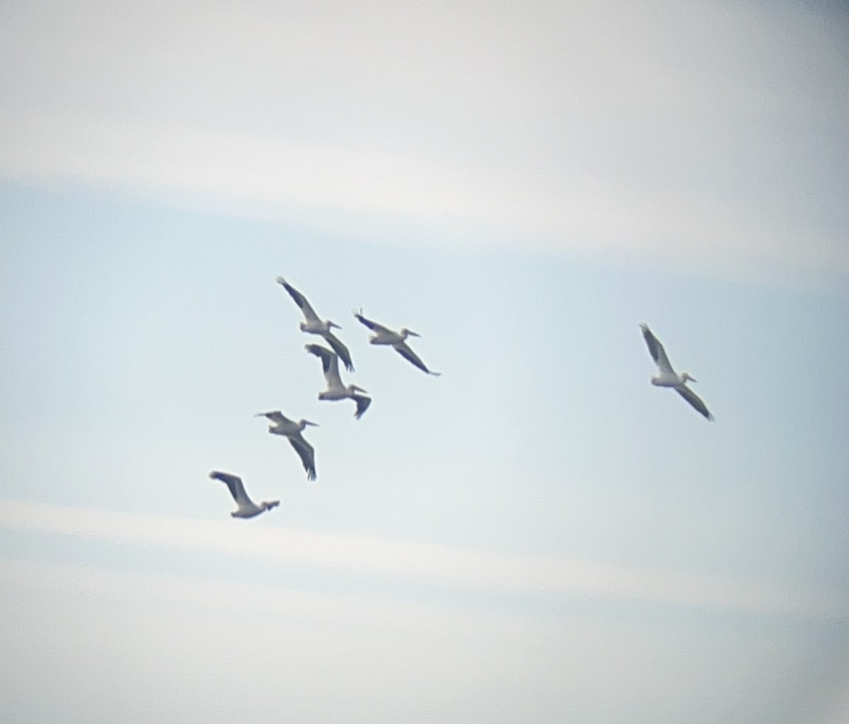 American White Pelican - ML644153876