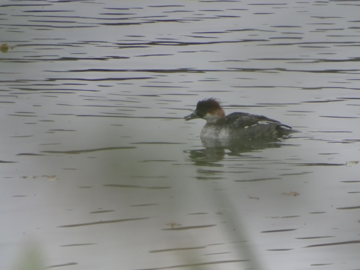 Цахиур бохио - ML644153878