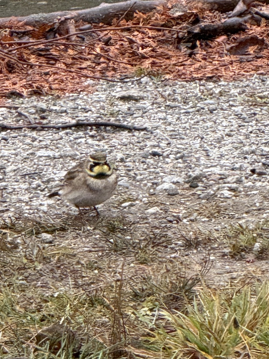 Alouette hausse-col - ML644153879