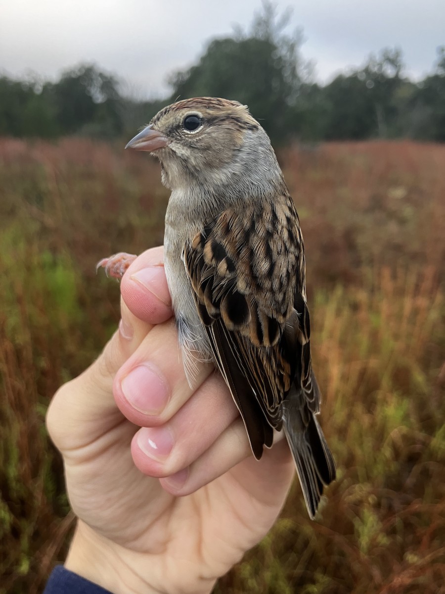 Chipping Sparrow - ML644153880