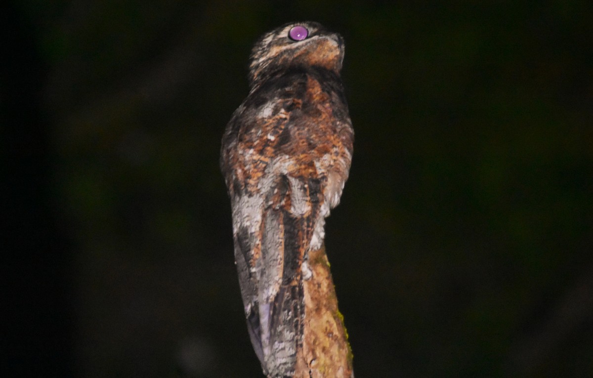 Great Potoo - ML644153881