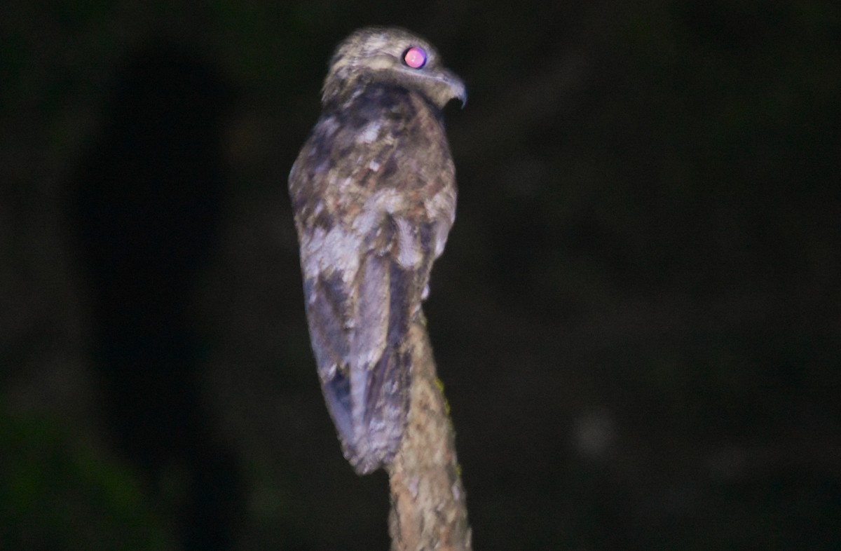 Great Potoo - ML644153883