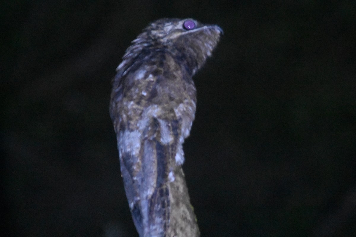 Great Potoo - ML644153885