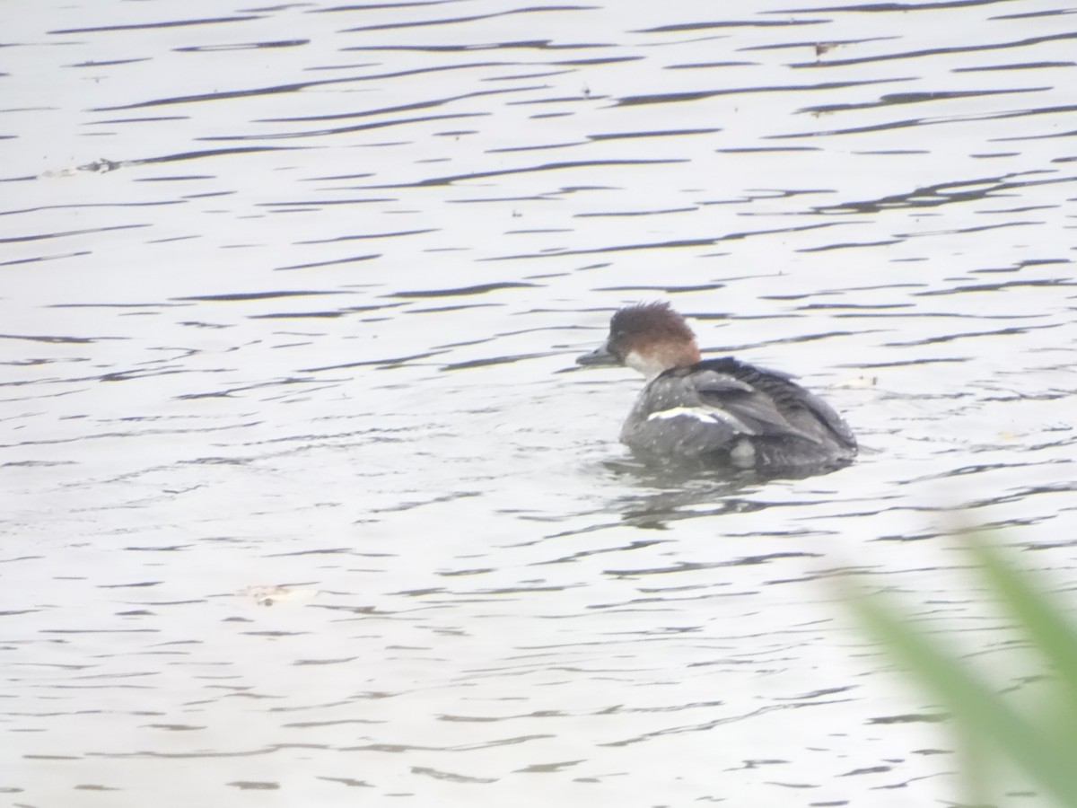 Цахиур бохио - ML644153891