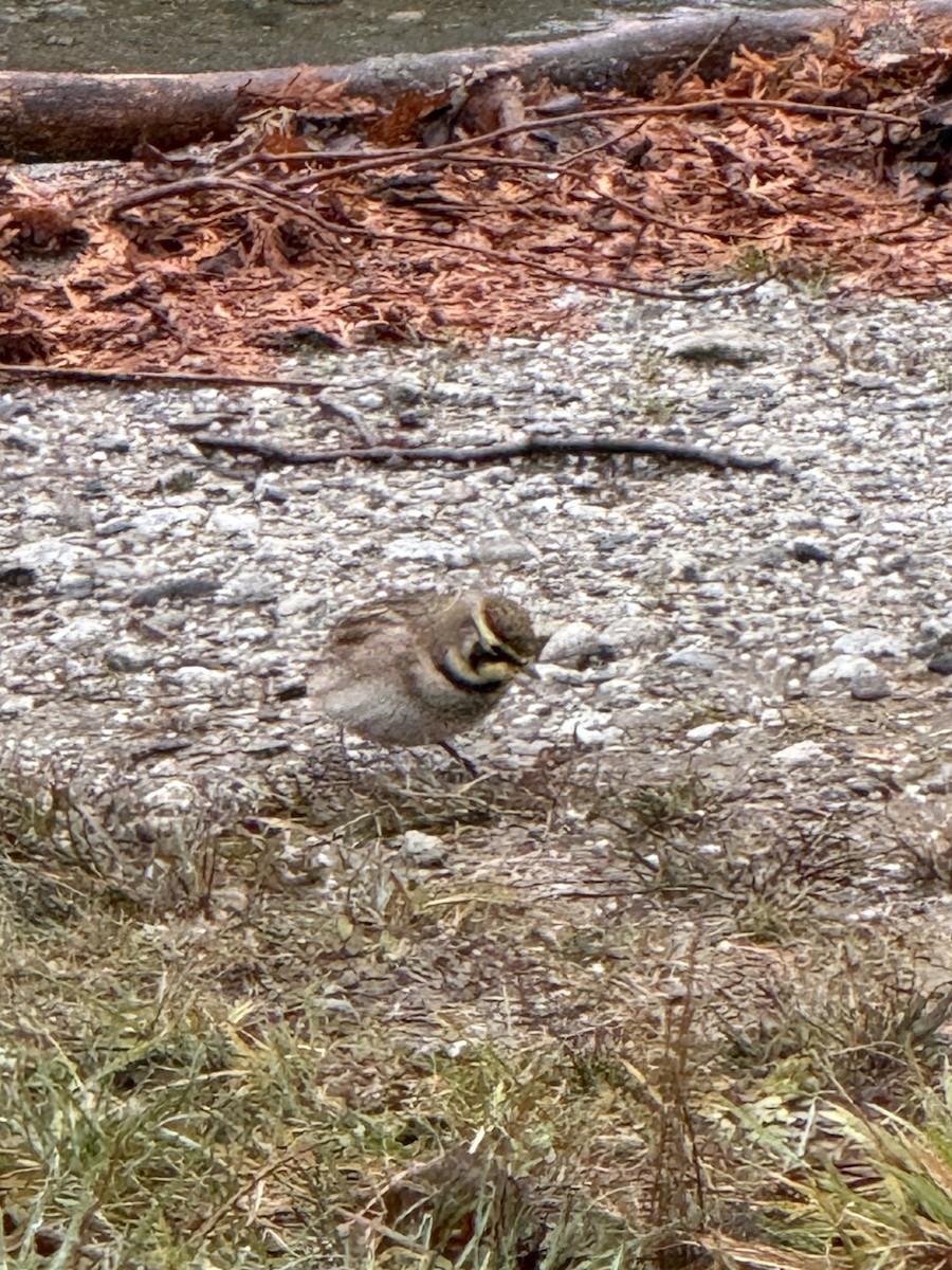 Alouette hausse-col - ML644153893