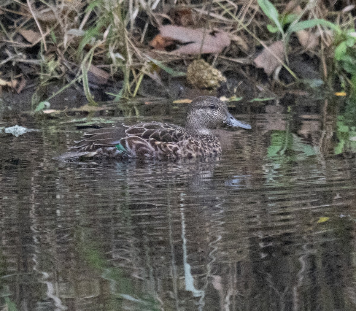 小水鴨 - ML644153897