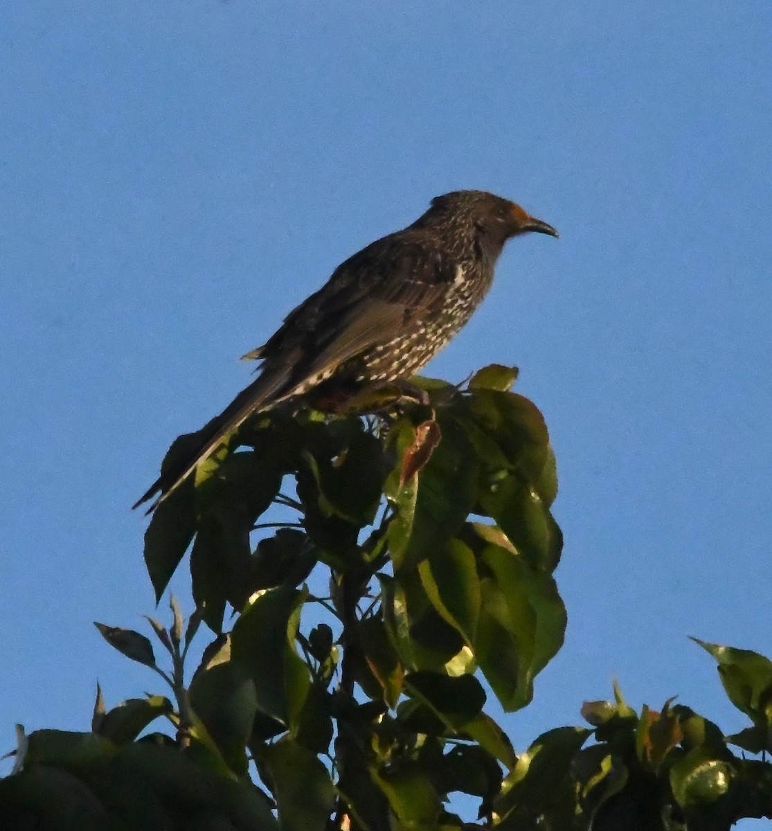 Little Wattlebird - ML644153899