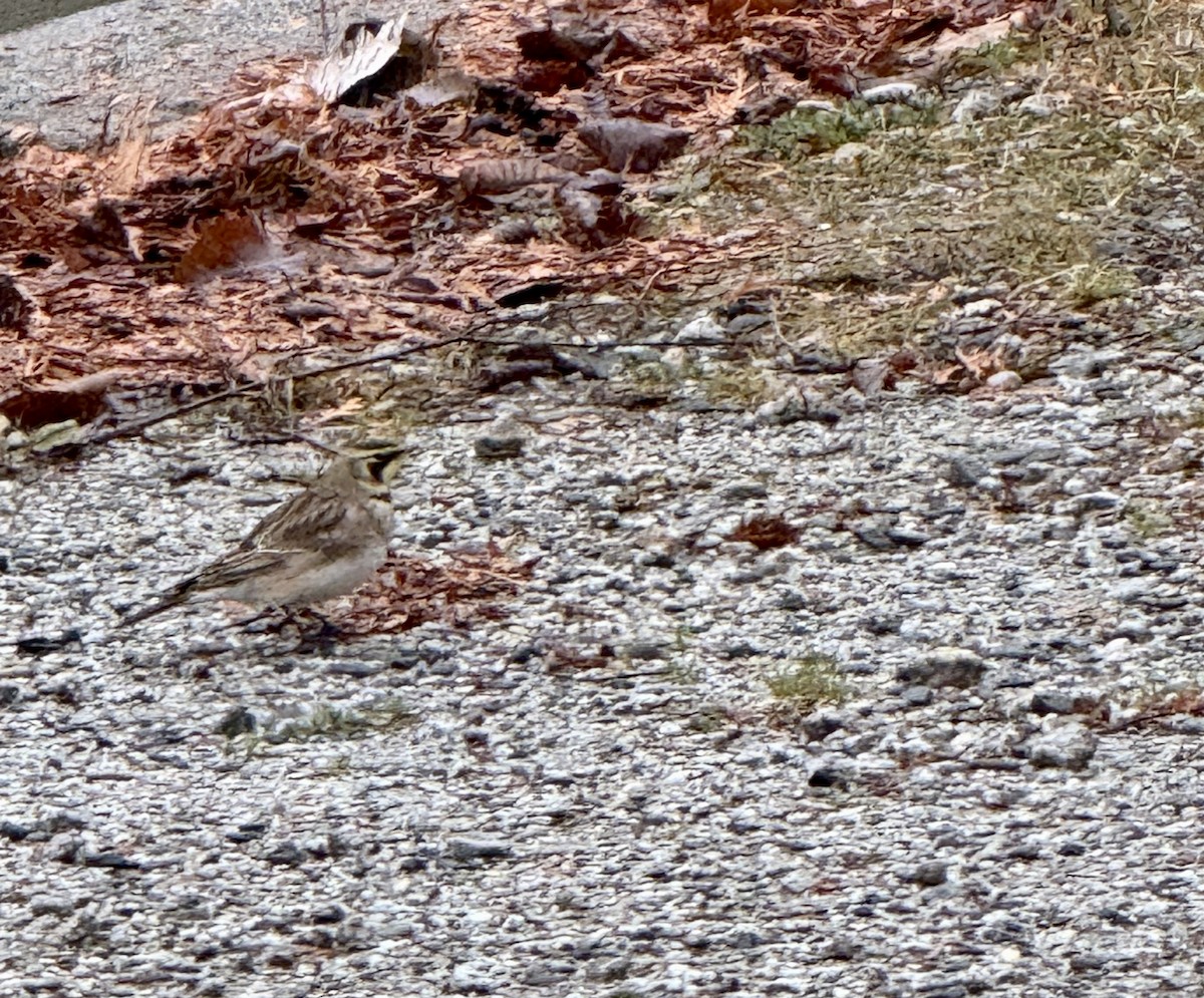 Alouette hausse-col - ML644153904