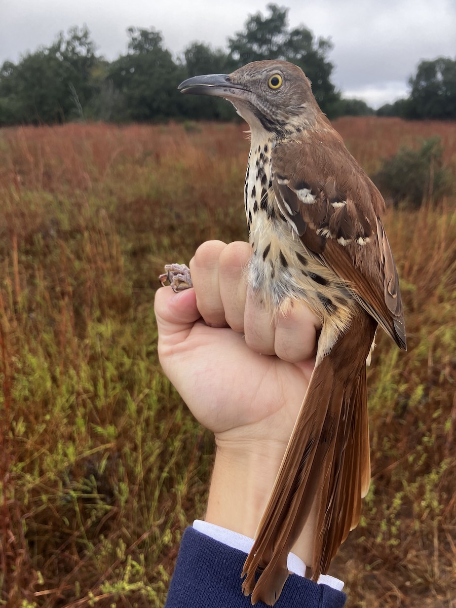 Brown Thrasher - ML644153905