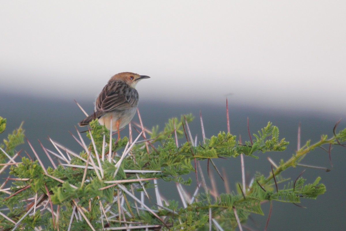Rattling Cisticola - ML644153907