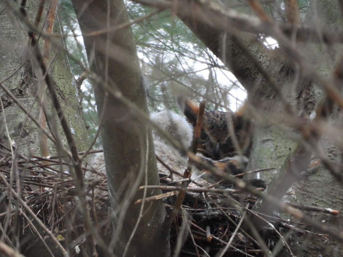 Great Horned Owl - ML644153909