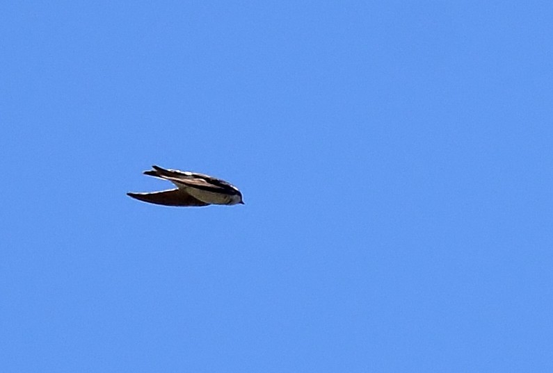 Golondrina Purpúrea - ML64415391