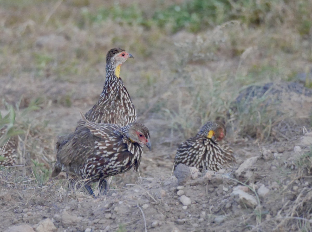 Yellow-necked Spurfowl - ML644153911