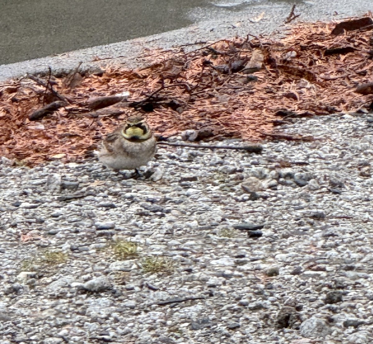 Alouette hausse-col - ML644153918