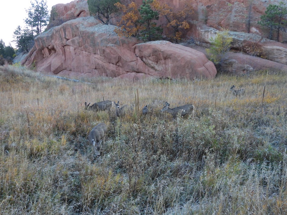 Animals - ML644153920