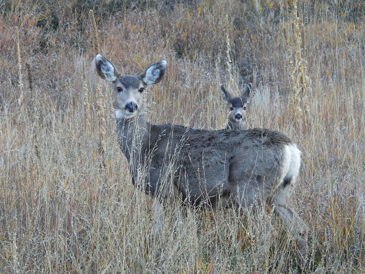 Animals - ML644153925